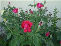 a964c917-Picture 104.jpg